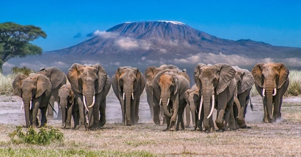 A herd of elephants standing next to each other.